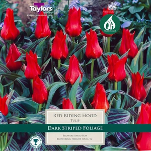 Flower Bulbs - Tulip 'Red Riding Hood' (9 Bulbs) - image 1