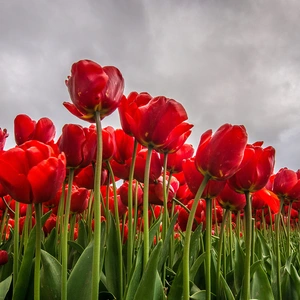 Flower Bulbs - Tulip Red Shades (15 Bulbs) Combi Pack - image 2