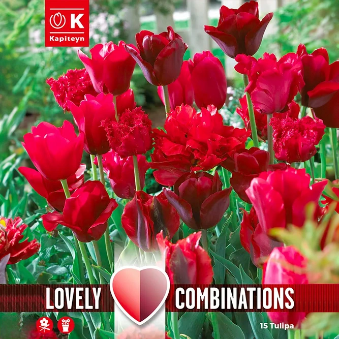 Flower Bulbs - Tulip Red Shades (15 Bulbs) Combi Pack - image 1
