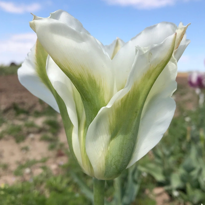 Flower Bulbs - Tulip 'Spring Green' (8 Bulbs) - image 2