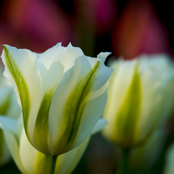 Flower Bulbs - Tulip 'Spring Green' (8 Bulbs) - image 3