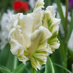 Flower Bulbs - Tulip 'Super Parrot' (6 Bulbs) - image 2