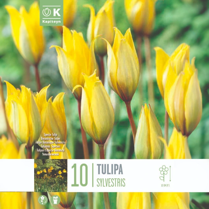 Flower Bulbs - Tulip 'Sylvestris' (10 Bulbs)
