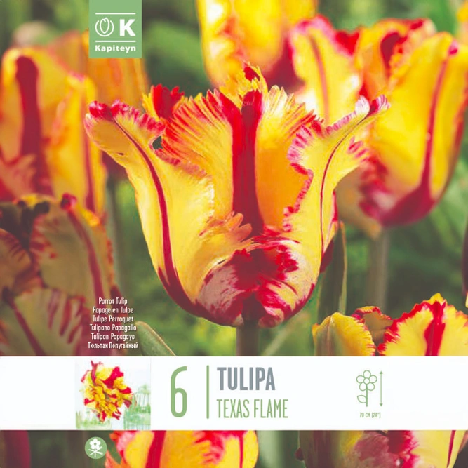 Flower Bulbs - Tulip 'Texas Flame' (6 Bulbs)