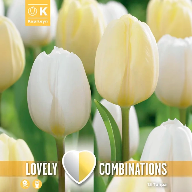 Flower Bulbs - Tulip White & Cream (15 Bulbs) Combi Pack