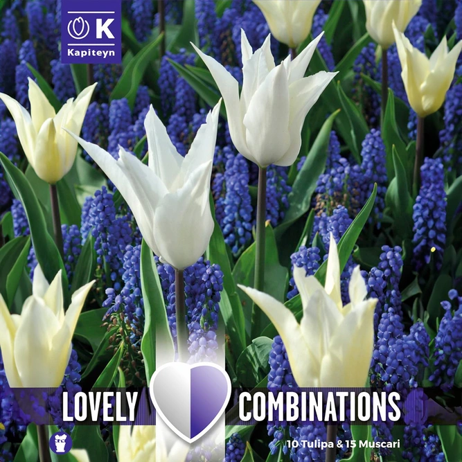 Flower Bulbs - Tulip White & Muscari Blue (25 Bulbs) Combi Pack
