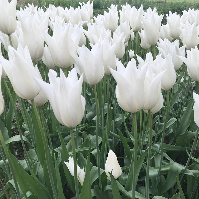 Flower Bulbs - Tulip 'White Triumphator' (6 Bulbs) - image 2