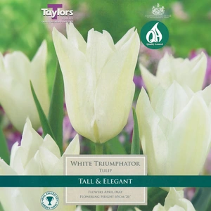 Flower Bulbs - Tulip 'White Triumphator' (6 Bulbs) - image 1