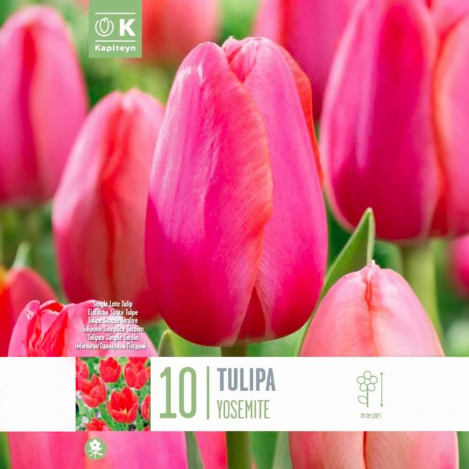Flower Bulbs - Tulip 'Yosemite' (10 Bulbs)