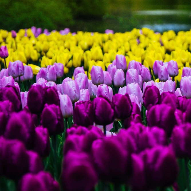 Slava Stupachenko Unsplash