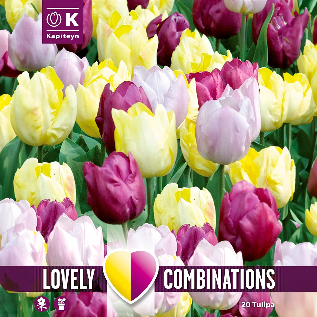 Flower Bulbs Tulips Yellow, Purple & Lilac (20 Bulbs) Combi Pack