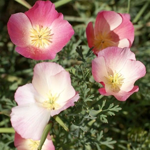 Flower Seeds - Californian Poppy Carmine King - image 1