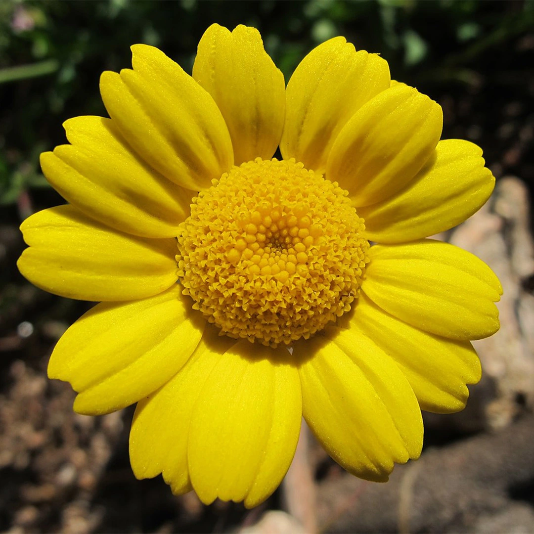 Flower Seeds - Corn Marigold from Boma Garden Centre