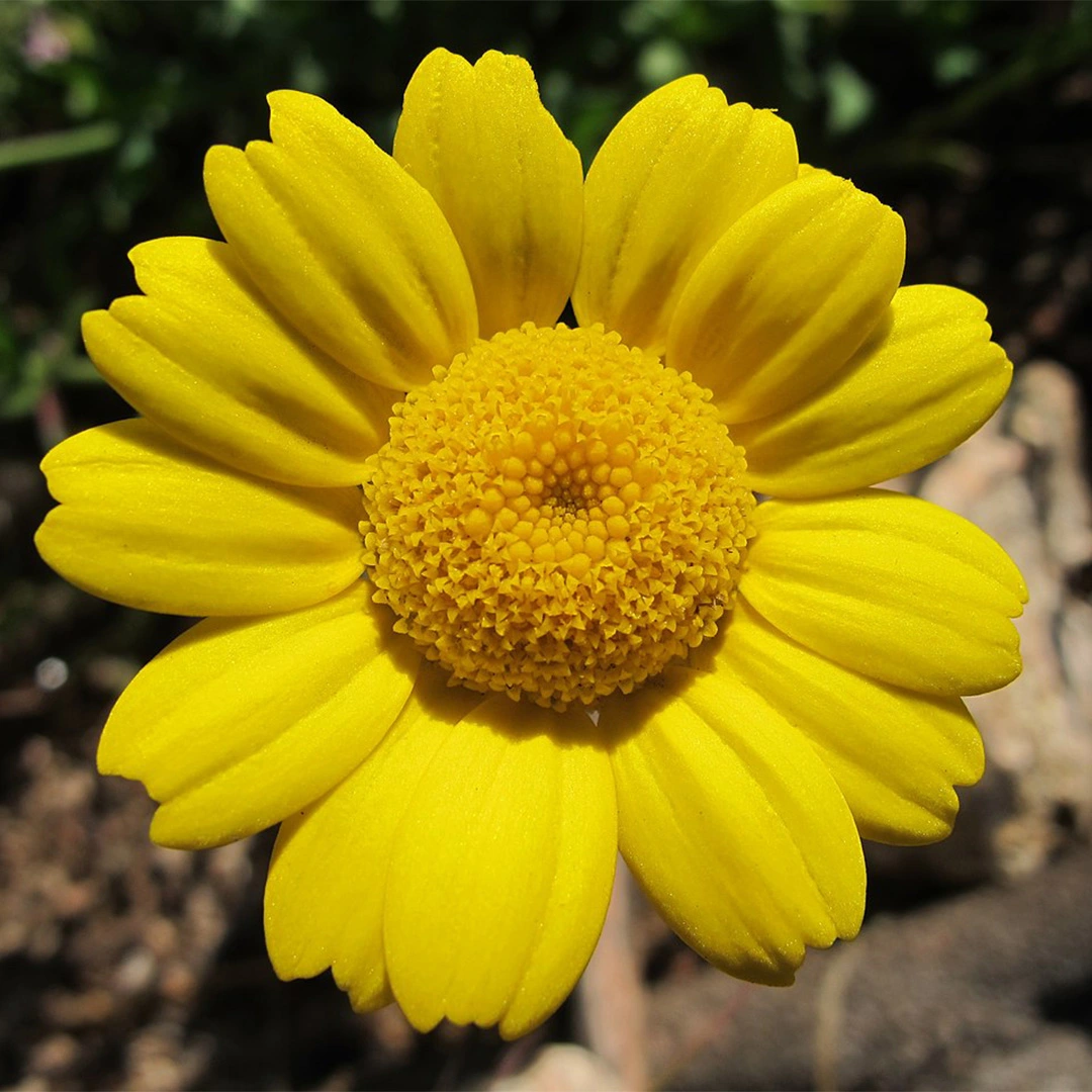 Flower Seeds - Corn Marigold at Boma Garden Centre
