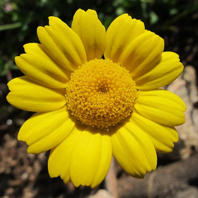 Flower Seeds - Corn Marigold - image 1