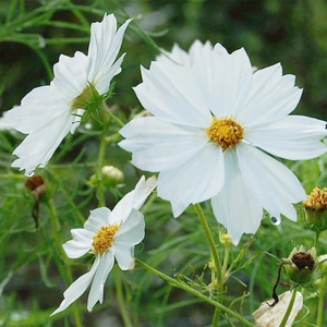 Flower Seeds - Cosmos Psyche White - image 1