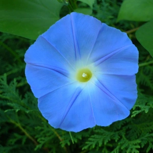 Flower Seeds - Morning Glory Heavenly Blue - image 1
