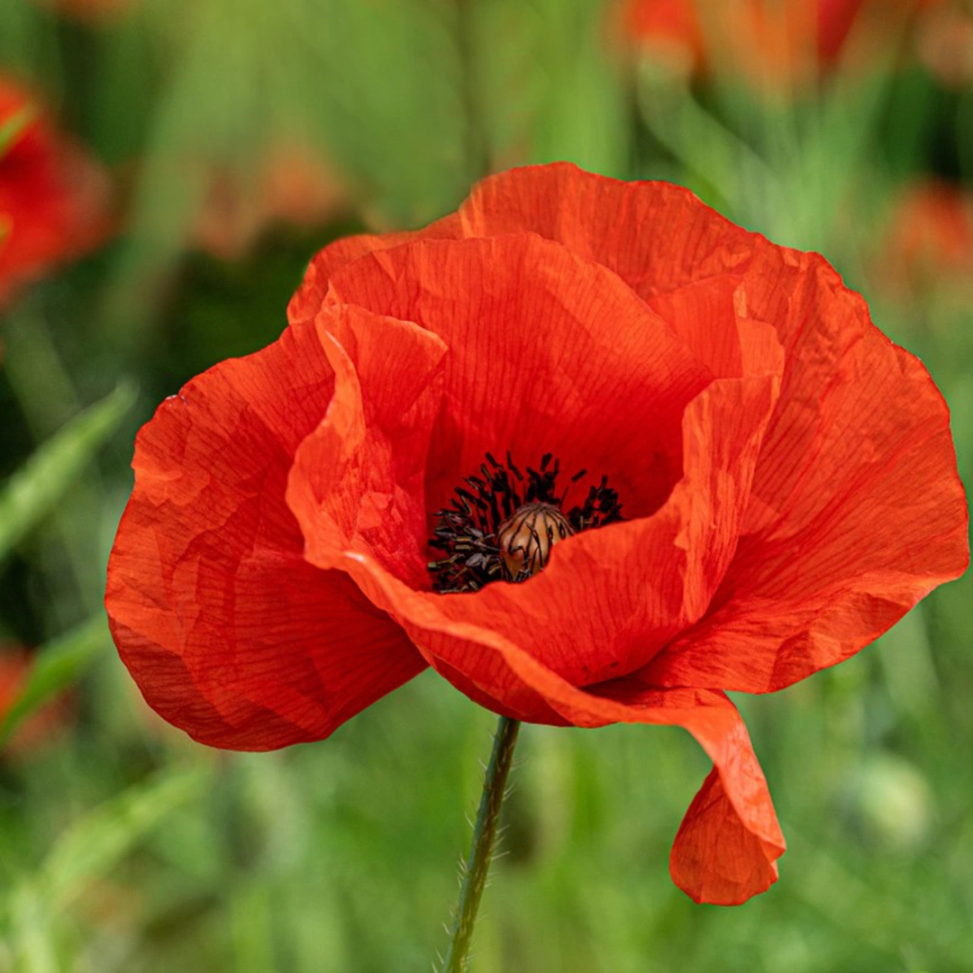 Flower Seeds - Poppy at Boma Garden Centre