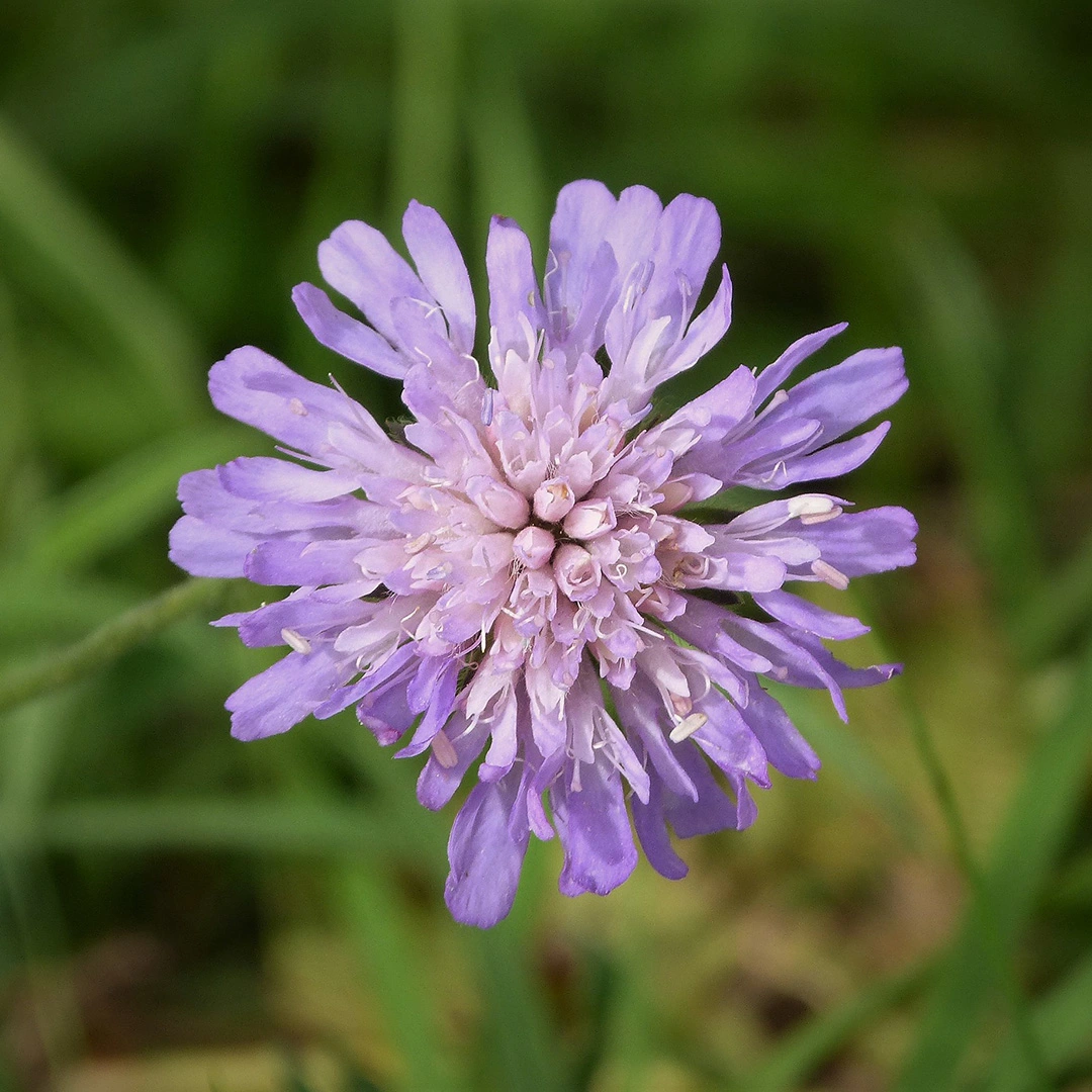 Flower Seeds - Scabious (Field) at Boma Garden Centre