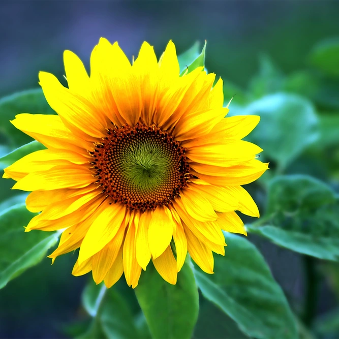 Flower Seeds - Sunflower Giant Single - image 1