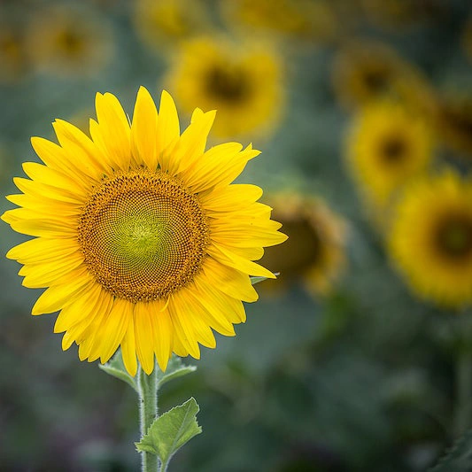 Flower Seeds - Sunflower Little Leo - image 1