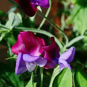 Flower Seeds - Sweet Pea Cupani - image 1