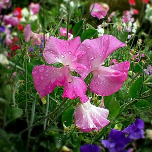 Flower Seeds - Sweet Pea Incense Mixed - image 1