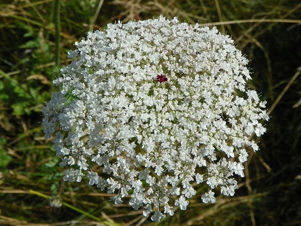 Flower Seeds - Wild Carrot at Boma Garden Centre