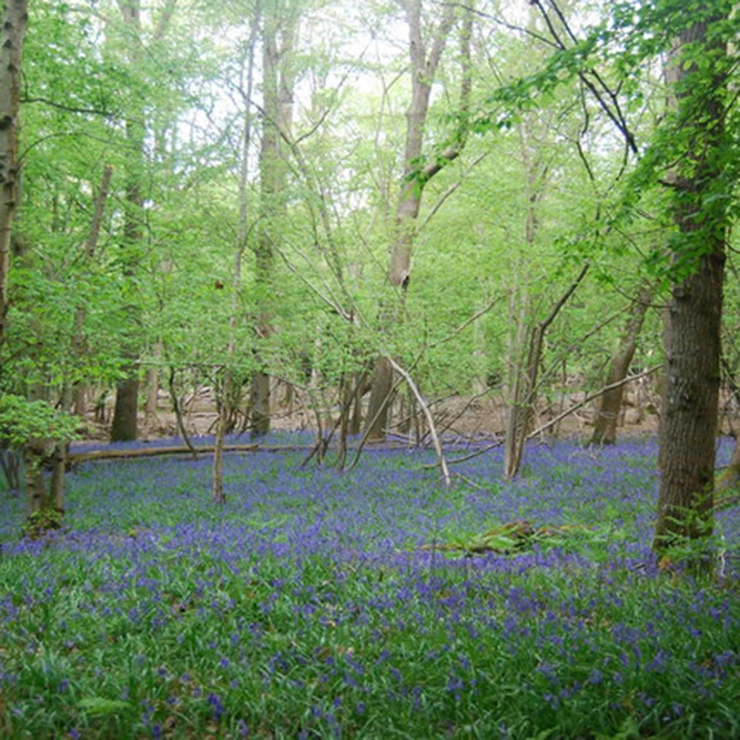 Flower Seeds - Woodland Mixed - image 1