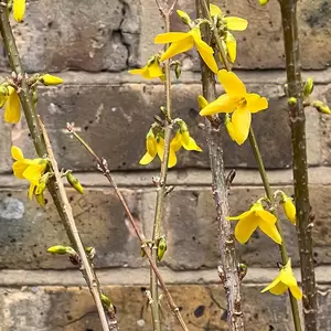 Forsythia × intermedia 'Week End' (Pot Size 3L) 'Courtalyn' - Forsythia - image 1