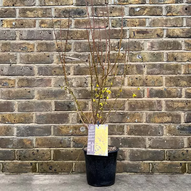 Forsythia × intermedia 'Week End' (Pot Size 3L) 'Courtalyn' - Forsythia - image 2