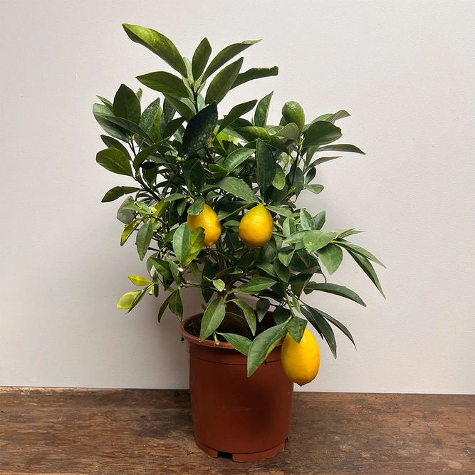 Fortunella margarita (Pot Size 14cm) Citrus Yellow Mini Limequat - image 1