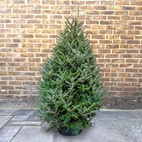 Fraser Fir Premium