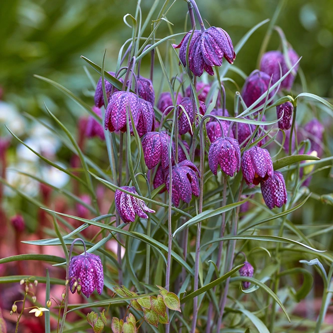 Fritillaria Meleagris Snakes Heads (Pot Size 1ltr) Bulbs in Pots