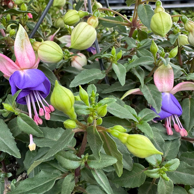 Fuchsia 'Bella' (Pot Size 23cm) - Hardy Fuschia - image 1