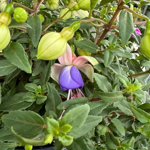 Fuchsia 'Bella' (Pot Size 23cm) - Hardy Fuschia - image 3