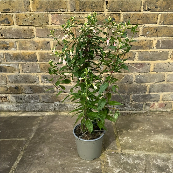 Fuchsia 'Bella Rosalien' (Pot Size 17cm) - image 2