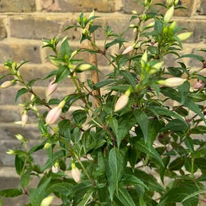 Fuchsia 'Bella Rosalien' (Pot Size 17cm) - image 3