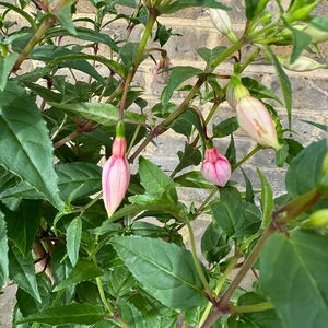 Fuchsia 'Bella Rosalien' (Pot Size 17cm) - image 4