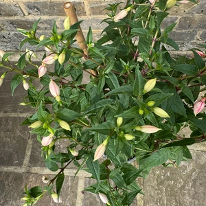 Fuchsia 'Bella Rosalien' (Pot Size 17cm) - image 5