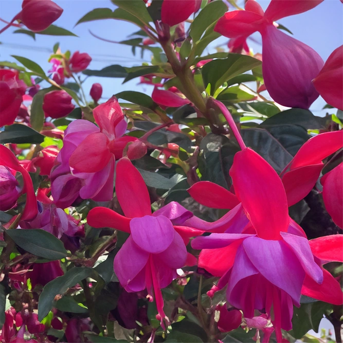 Fuchsia 'Bella Suzanne' (Pot Size 17cm) - image 1