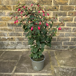 Fuchsia 'Bella Suzanne' (Pot Size 17cm) - image 2