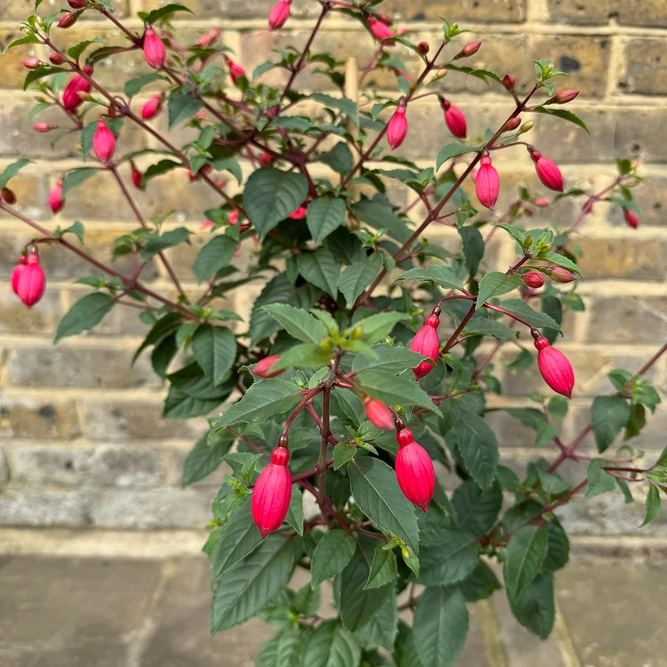 Fuchsia 'Bella Suzanne' (Pot Size 17cm) - image 3