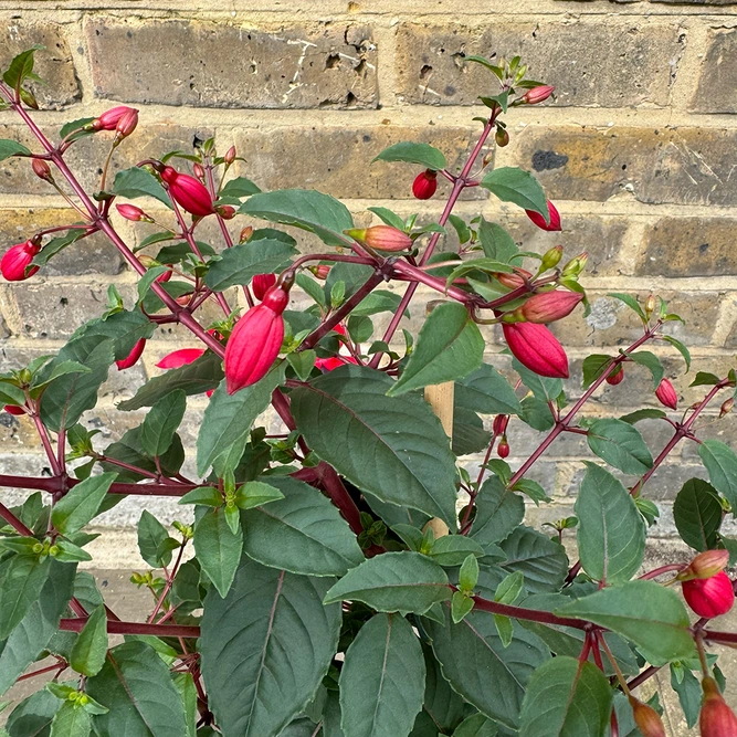 Fuchsia 'Bella Suzanne' (Pot Size 17cm) - image 4