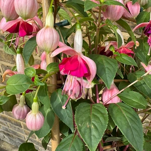 Fuchsia 'Bella Trellis' (Pot Size 23cm) - image 1