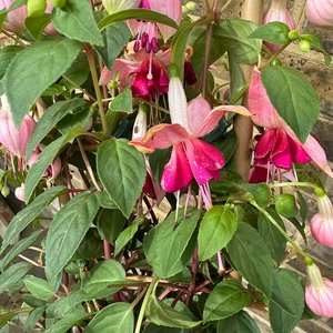 Fuchsia 'Bella Trellis' (Pot Size 23cm) - image 2