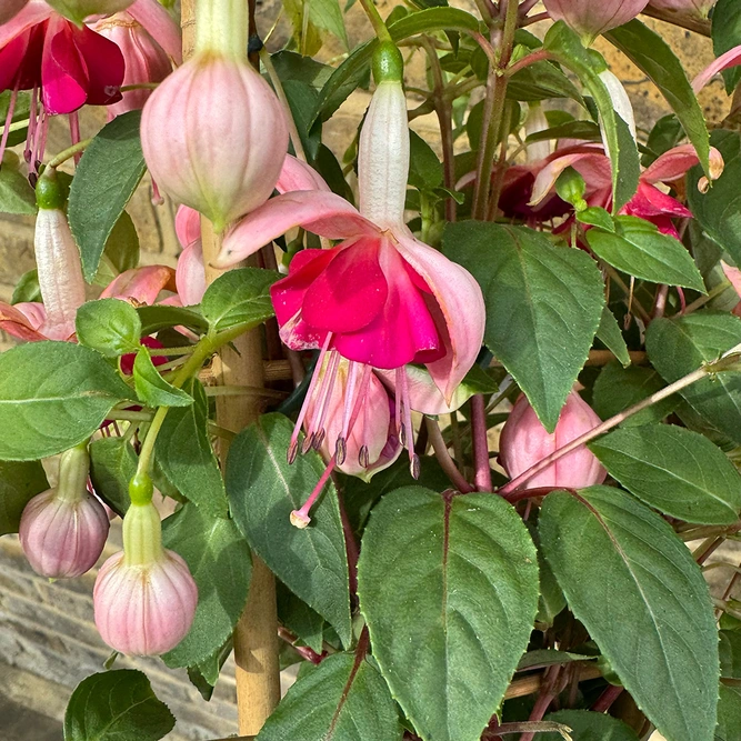 Fuchsia 'Bella Trellis' (Pot Size 23cm) - image 3