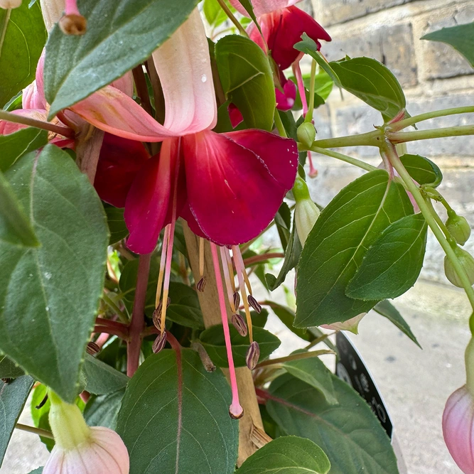 Fuchsia 'Bella Trellis' (Pot Size 23cm) - image 4