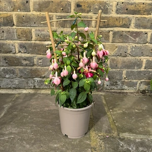 Fuchsia 'Bella Trellis' (Pot Size 23cm) - image 5