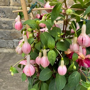 Fuchsia 'Bella Trellis' (Pot Size 23cm) - image 6